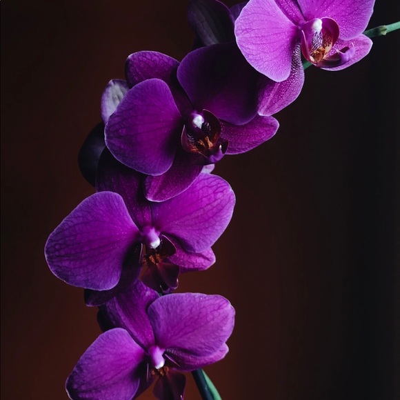 maggieorchid
